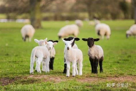 羊胎素什么，羊胎素的功效与作用及禁忌