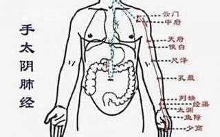 肺经的准确位置图和作用，手太阴肺经循行路线