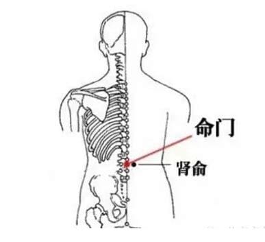 命门是什么意思，命门怎么找最简单,穴位于督脉穴