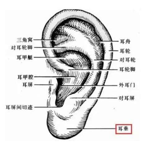 耳门在哪个位置，耳门按下去疼的原因