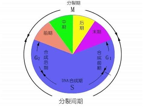 什么是细胞周期