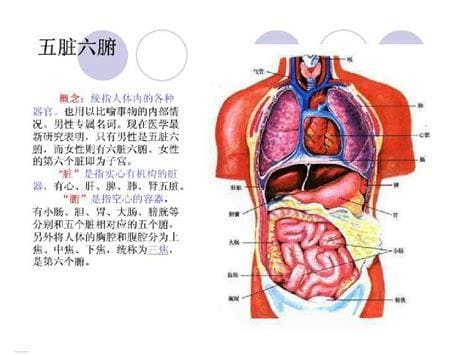 五脏六腑是什么意思,指肝、心、脾、肺、肾，六腑指胆、胃、大肠、小肠、膀胱和三焦