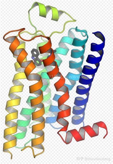 受体是蛋白质吗
