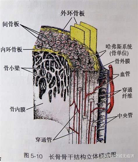 骨的结构是什么