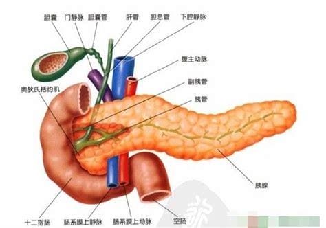 胰腺癌能活多久,5年生存率不到20%