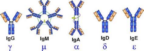 igm和igg的区别,增强免疫力/能激活