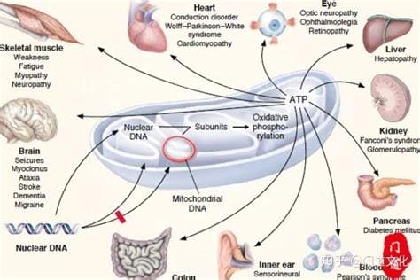线粒体脑病是什么,是一种遗传代谢性疾病