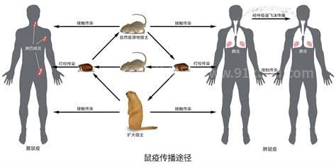 鼠疫的症状传播途径