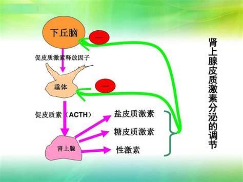 肾上腺素的作用机制是什么,是使人呼吸加快，心跳加快，血流加快，瞳孔放大