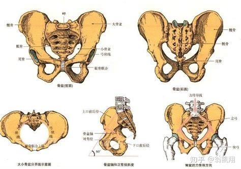 右侧髂骨在哪个位置示意图