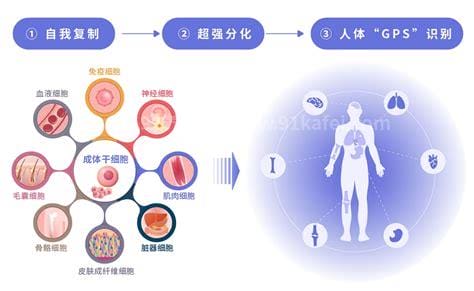 干细胞的作用和功效