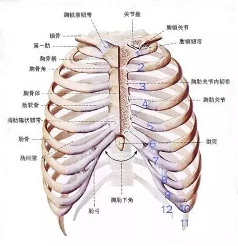 三根肋骨断了能自行恢复吗,患者的年龄,治疗是否正确及时,都影响骨折恢复的时间