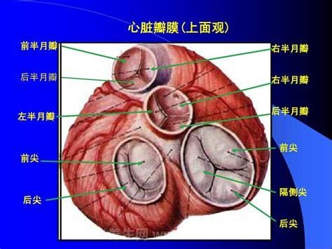 三尖瓣轻度关闭不全是什么意思,可能存在轻度三尖瓣反流