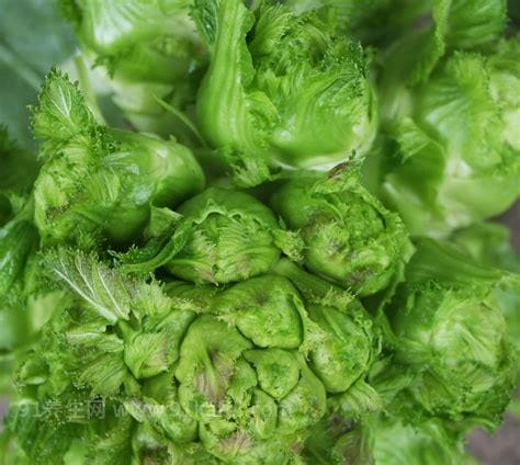 儿菜,是冬天比较新鲜的一种蔬菜