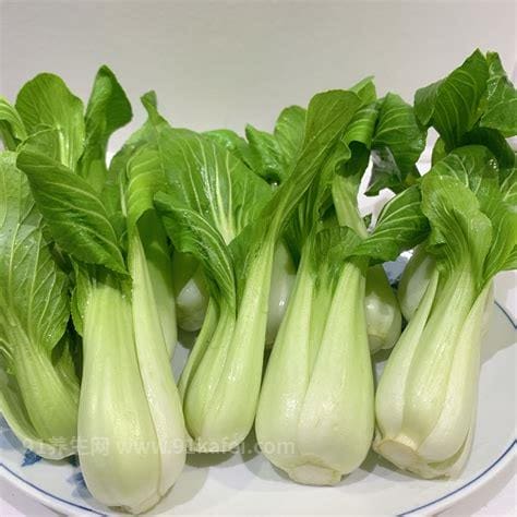 青青菜是什么