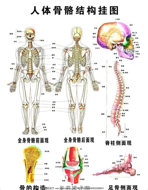 人体结构示意图