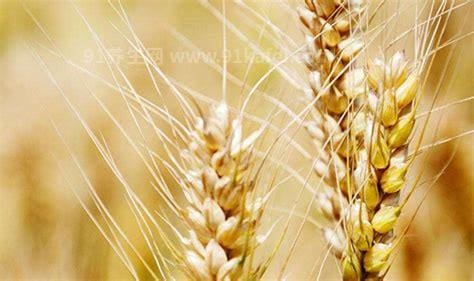 浮小麦和小麦的区别 帮你有效区分,形状不同