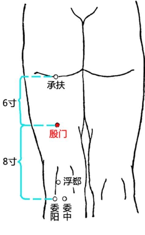 殷门穴穴位位置图