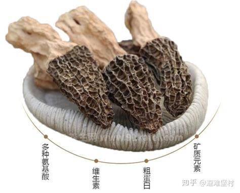 羊肚菌的营养价值