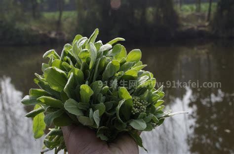 清明菜的营养价值及食用方法,祛风除湿/和中益气/止咳化痰