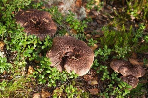 巨型白地菇多少钱一斤，高达20万元(最贵的蘑菇)优质