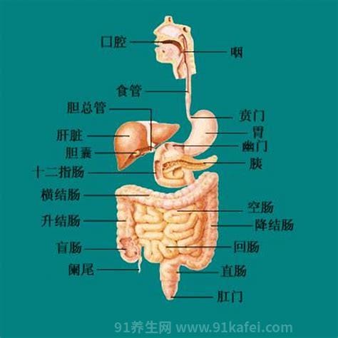 胃在哪个位置图，胃的位置图解让你精准找到优质