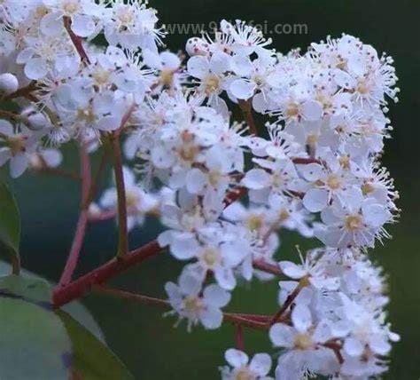 石楠花为什么是精子味，花香含有三甲胺成分(会散发出腥臭味)