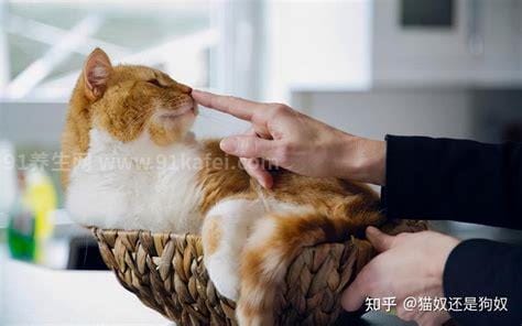 怎么确定猫认主人了，猫咪认主的5大征兆