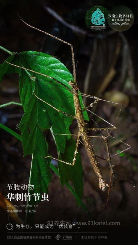 哪个国家快灭绝了，三个即将沉入海底的国家(图瓦卢海拔最高4.5米)