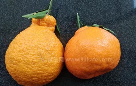 丑橘和粑粑柑有什么区别，哪个好吃(五种方式区分)