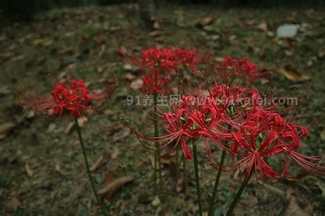 十种招鬼的花，阴气重忌讳养在客厅