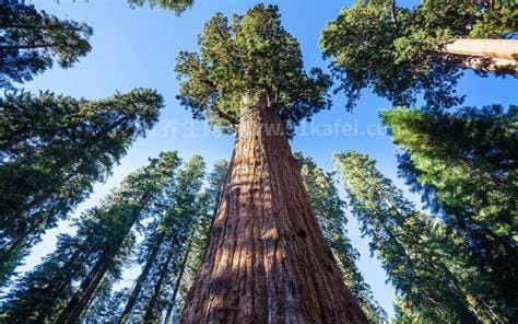 世界上最高的树，全球最高的树木排名(澳洲银杏桉树高达156米)