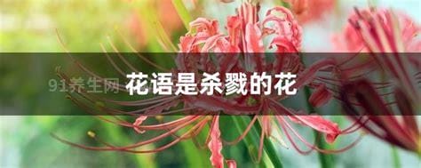 花语是杀戮的花，曼珠沙华/夹竹桃/罂粟/杜鹃/含羞草