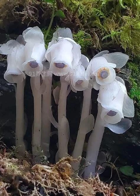 水晶兰为什么叫死亡之花，长相奇特属于腐生植物(冥界之花)