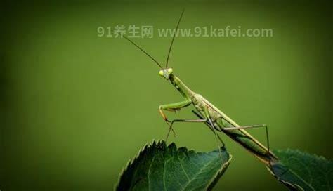 螳螂住什么地方，灌木草丛/树枝树干/花枝花朵