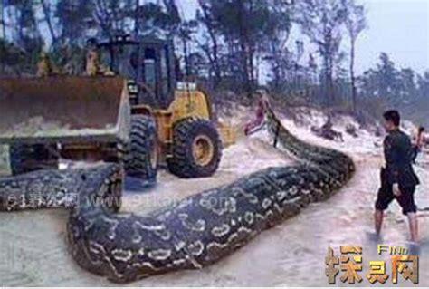 广西桂平挖蛇事件，16米长史前巨蛇发现在广西(纯属谣言)