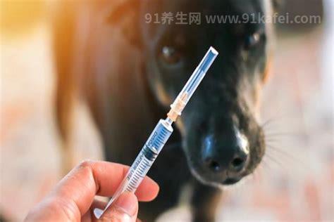 10种情况不需要打狂犬疫苗，10种情况不建议打狂犬疫苗