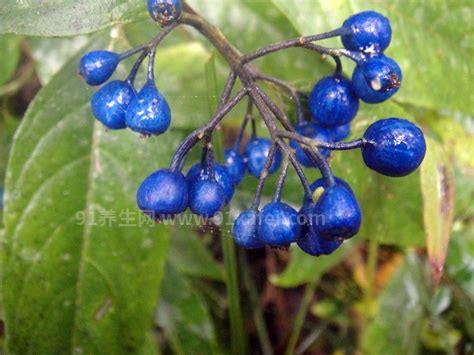 为什么蓝色的水果很少，蓝色不显眼不利于种子传播
