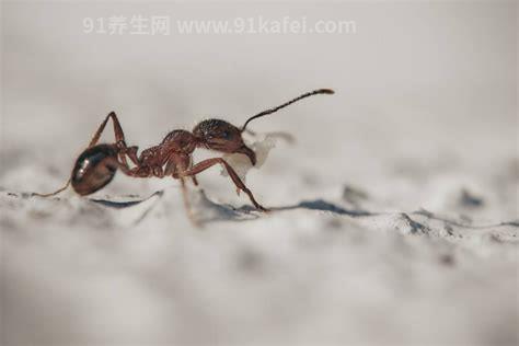 家里有蚂蚁怎么能彻底消灭，五个小妙招轻松解决(洗洁精)