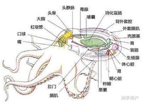 章鱼有几个心脏，章鱼有几个大脑(3颗心脏和9个大脑)