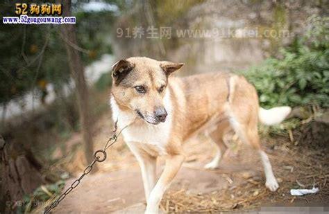 中华田园犬为什么禁养，有安全隐患不适合养在城市里