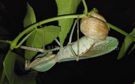 螳螂住什么地方，灌木丛/绿化带/树上(最常见的三个地方)
