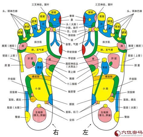 脚的各个部位详细图，脚的结构精堪绝伦(被誉为解剖学上的奇迹)