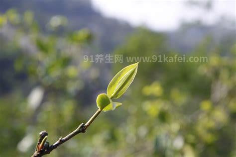 茶树上的树花怎样去除，提前预防/手工摘除/药物催落