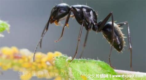 蚂蚁放进微波炉里加热会死吗，蚂蚁太小不会死(电磁波照不到它)