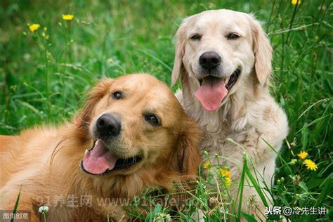 十大聪明犬排名，边境牧羊犬智商最高排名第一(图片)