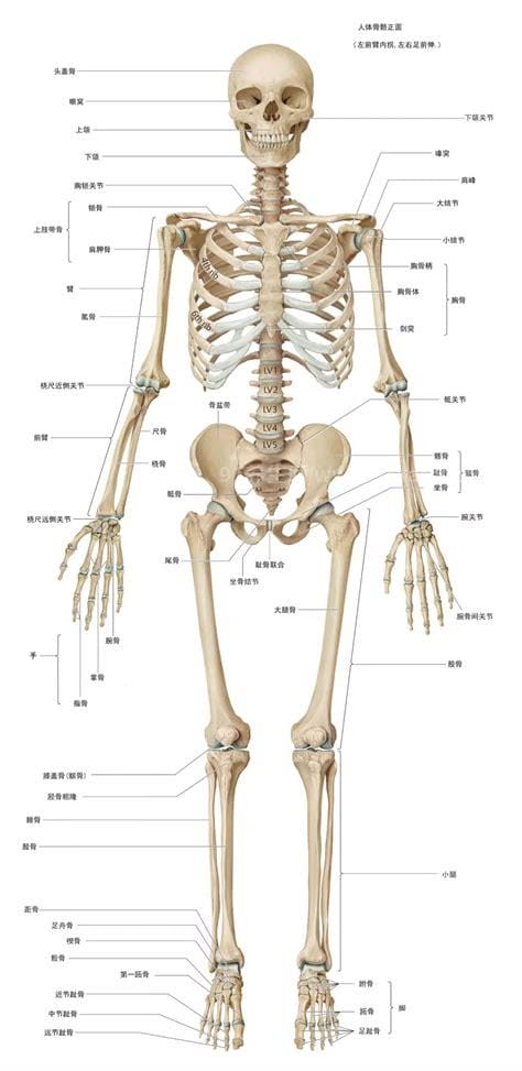 超详细人体骨骼结构图，206块骨头组