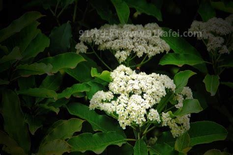 石楠花为什么叫最污花，花香像极男性