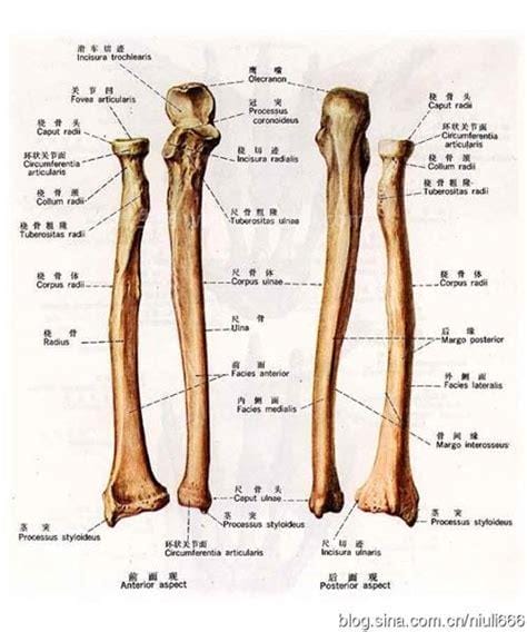 桡骨是哪个部位图片，位于手臂上端内