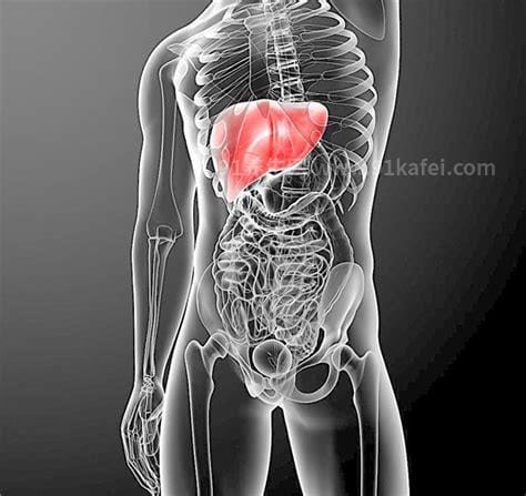 肝在身体哪个位置左边还是右边，肝区疼痛位置示意图片(右上腹肋骨)